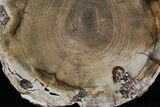 Petrified Wood Slab - Sweethome, Oregon #25892-1